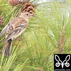 アトリ