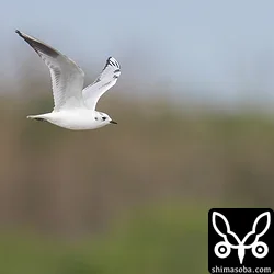 ズグロカモメ