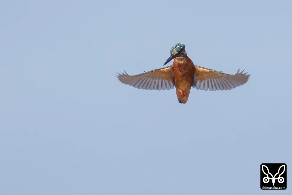 カワセミ