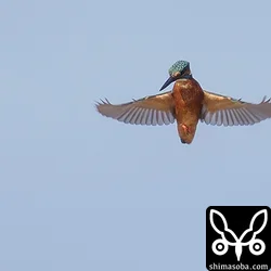 カワセミ