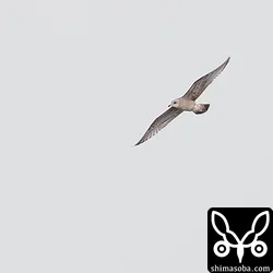 南へ飛び去るカモメ。1200mm手持ちなんでぶれちゃいました。^^;