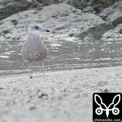 カモメは、沖縄では10年に一度ぐらいの頻度でしか見られません。