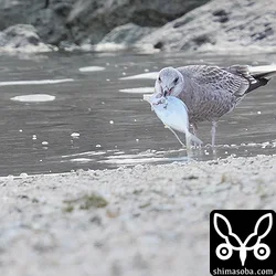 魚をくわえるカモメ幼鳥。