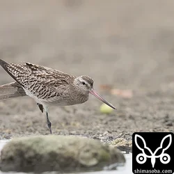 オオソリハシシギ