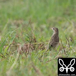 沖縄本島に冬鳥としてやってくるマミジロタヒバリは石垣島などに比べると少ない。