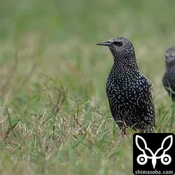 造成地でホシムクドリ、マミジロタヒバリなど