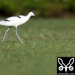 芝生の上のソリハシセイタカシギなんて繁殖地でもない限りなかなか見られないので親の仇のようにシャッターを押してしまった…。^^;