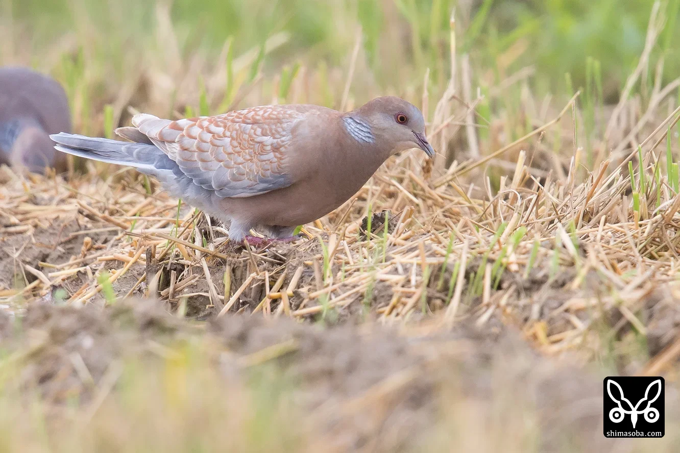 リュウキュウキジバト