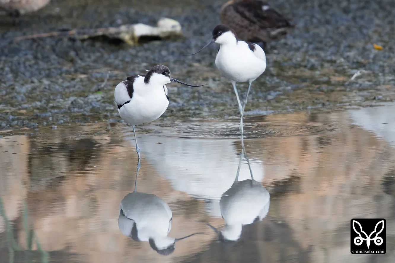 ソリハシセイタカシギ（アボセット）
