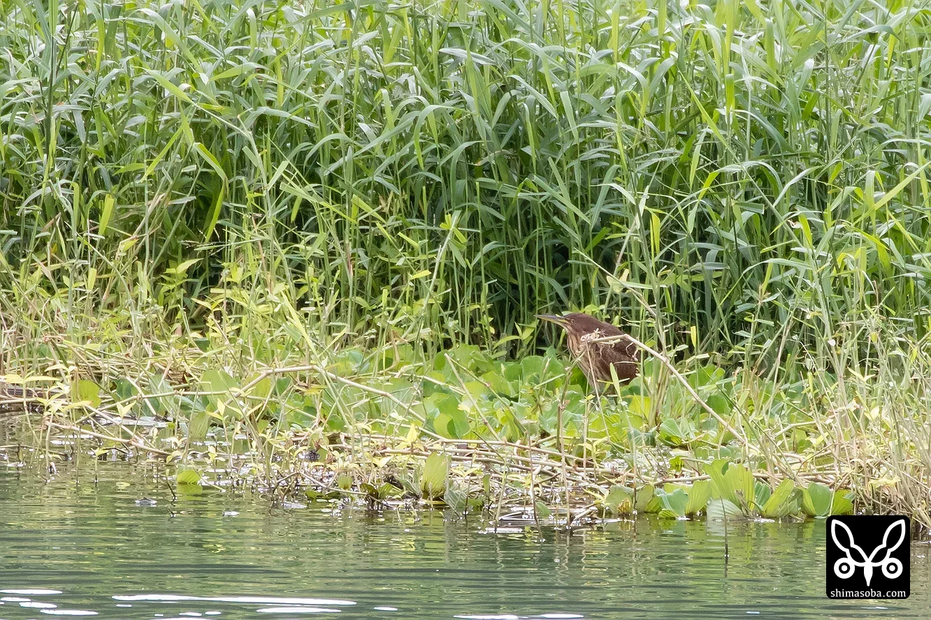 リュウキュウヨシゴイ