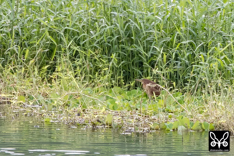 リュウキュウヨシゴイ