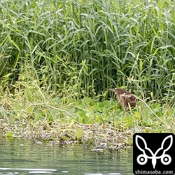 天願川のリュウキュウヨシゴイなど