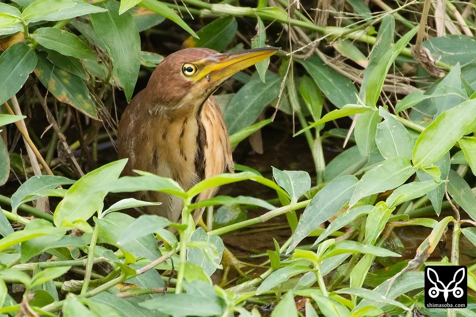 リュウキュウヨシゴイ