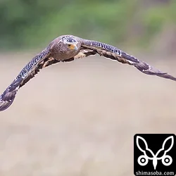 カンムリワシ