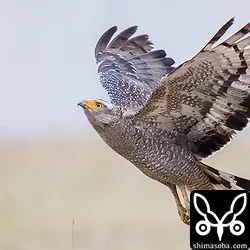 カンムリワシ
