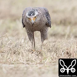 カンムリワシ