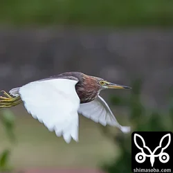 アカガシラサギ