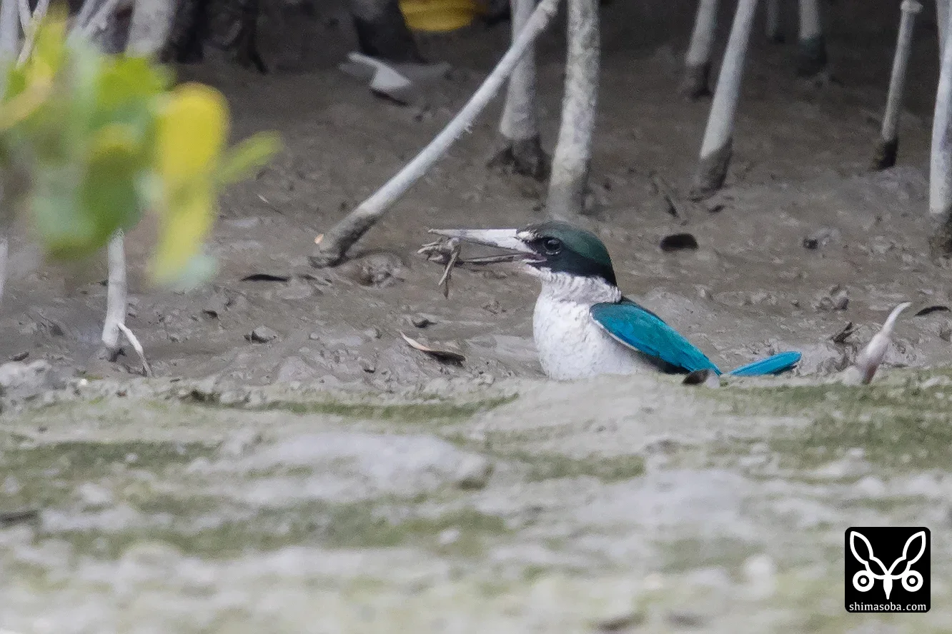 ナンヨウショウビン