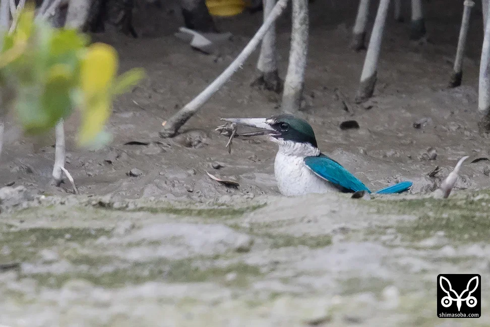 ナンヨウショウビン