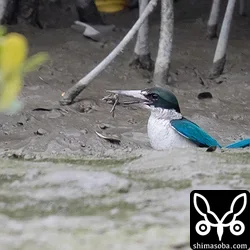 ナンヨウショウビン