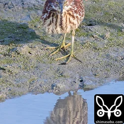 水際で獲物を狙うオオヨシゴイ。