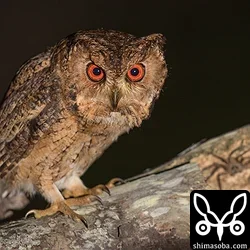 リュウキュウオオコノハズク