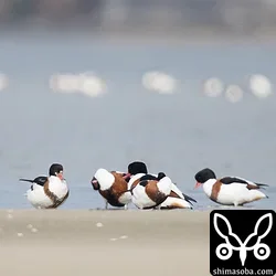 ツクシガモ