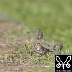 タヒバリ