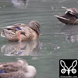 三角池にマガモ、クロツラヘラサギ