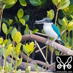 ナンヨウショウビン