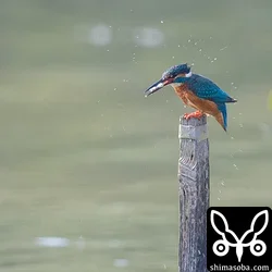 カワセミ