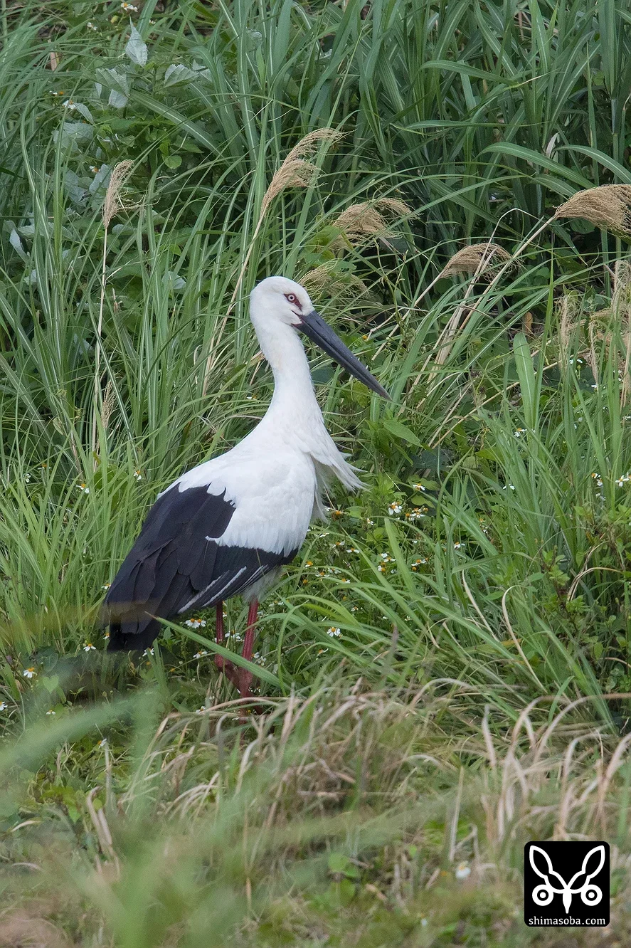 コウノトリ