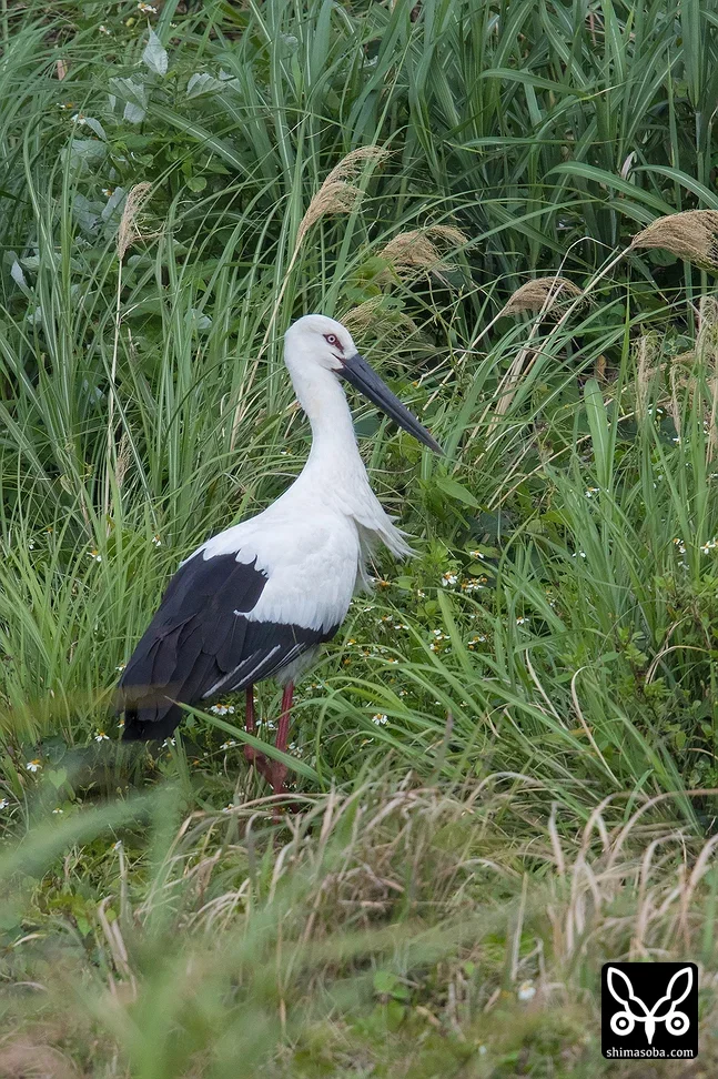 コウノトリ