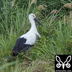 コウノトリ