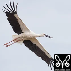 コウノトリ