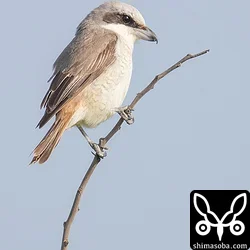 シマアカモズ