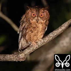 リュウキュウオオコノハズク