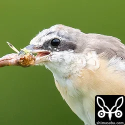 捕まえたバッタの羽や足をむしり、胴体だけを食っていた。