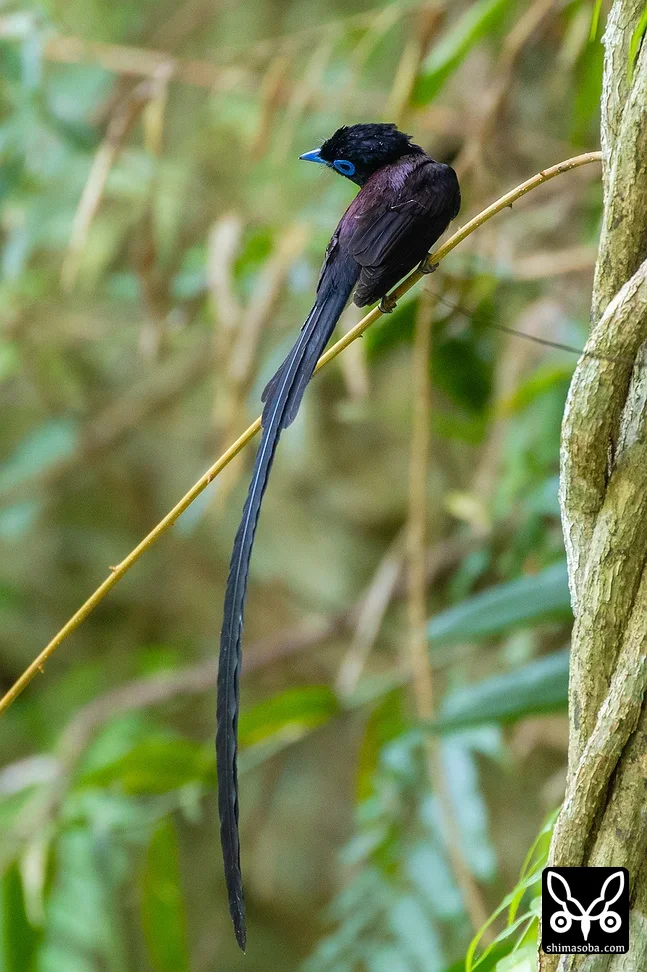 リュウキュウサンコウチョウ