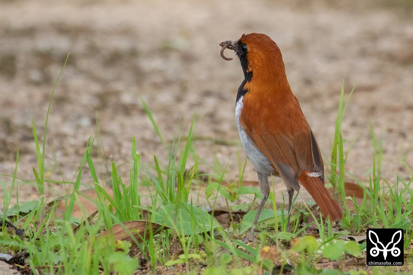 ホントウアカヒゲ
