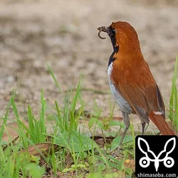 ホントウアカヒゲ