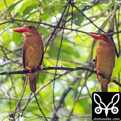 リュウキュウアカショウビン