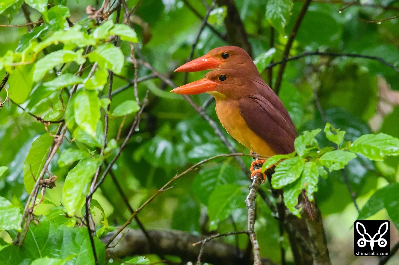 リュウキュウアカショウビン