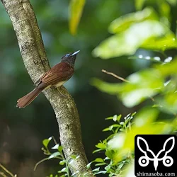 きょうから愛鳥週間　リュウキュウサンコウチョウを愛でる