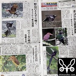宮古新報(右)、宮古毎日(左上)、八重山毎日も愛鳥週間を紹介。宮古新報は気合いが入ってるなー!!