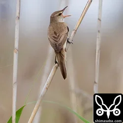 オオヨシキリ