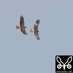 チュウヒ