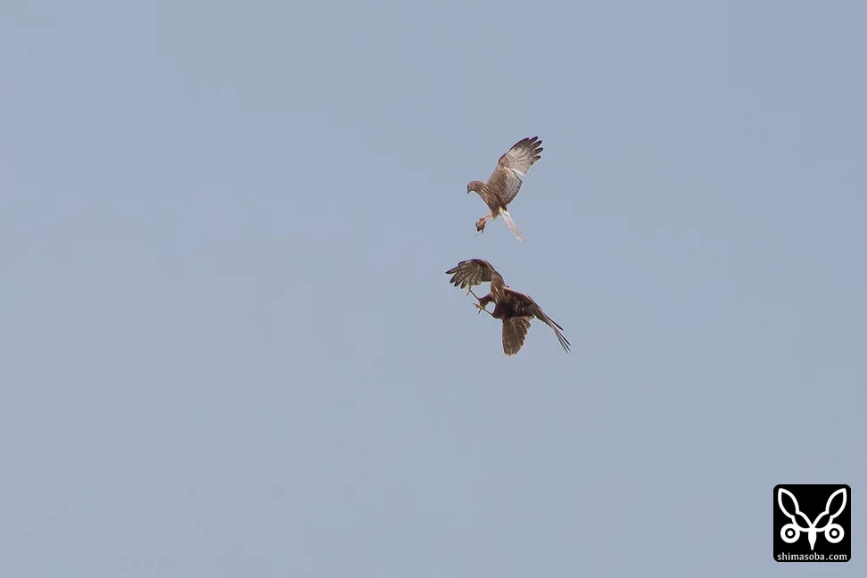 チュウヒ