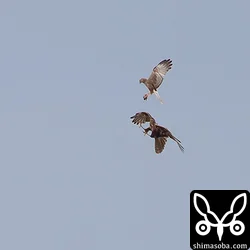 チュウヒ
