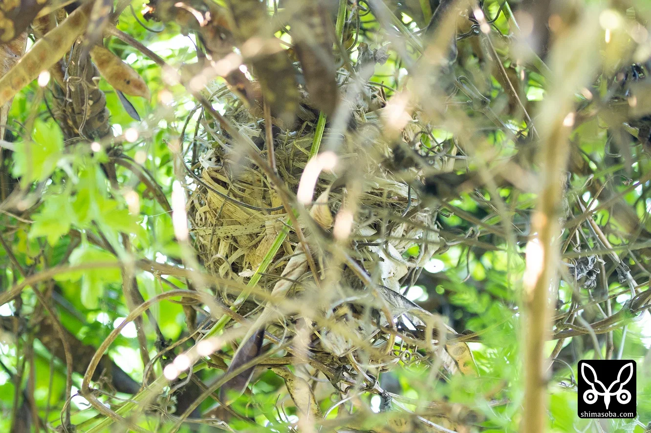 リュウキュウヒヨドリ